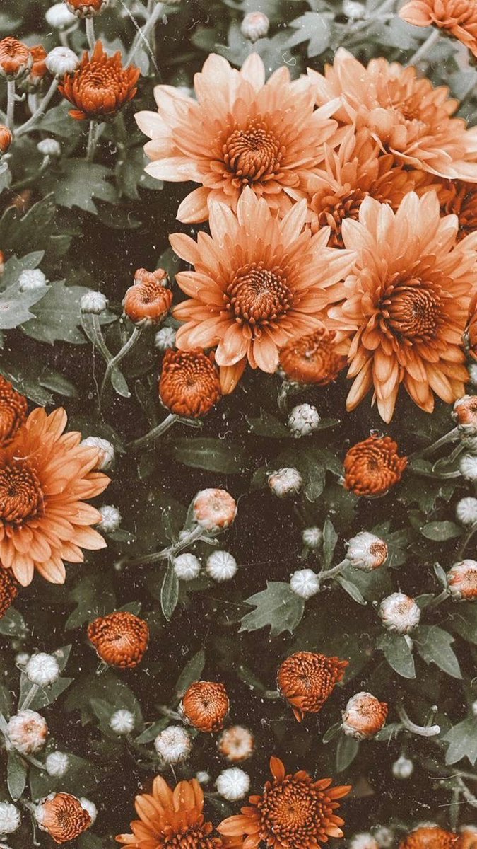 🌷 (@flowerimgs) on Twitter photo 