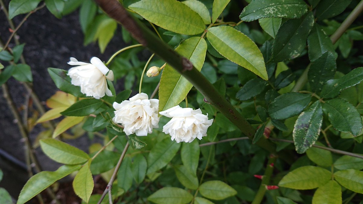 水谷京子 新作蜜薔薇連載中 まだ若い株なので咲かないと思っていた白モッコウバラさんがポツポツ咲いていました うちの開花バラ第１号