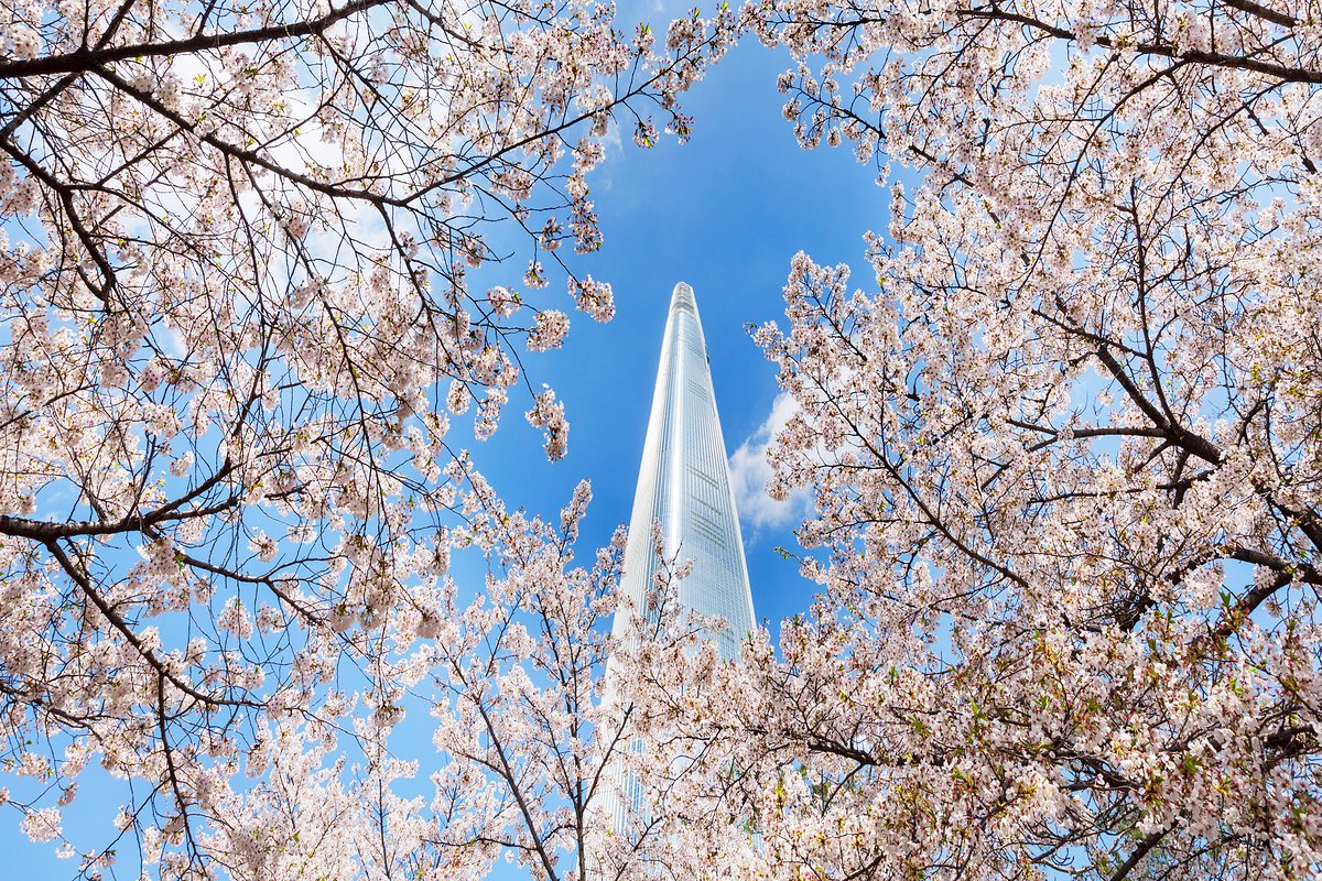 KoreanTravel's tweet photo. Cherry blossoms at Lotte World Tower. 💘

🔹 More info: https://t.co/PbaxSXJXYG https://t.co/ApY4ZkkwwU