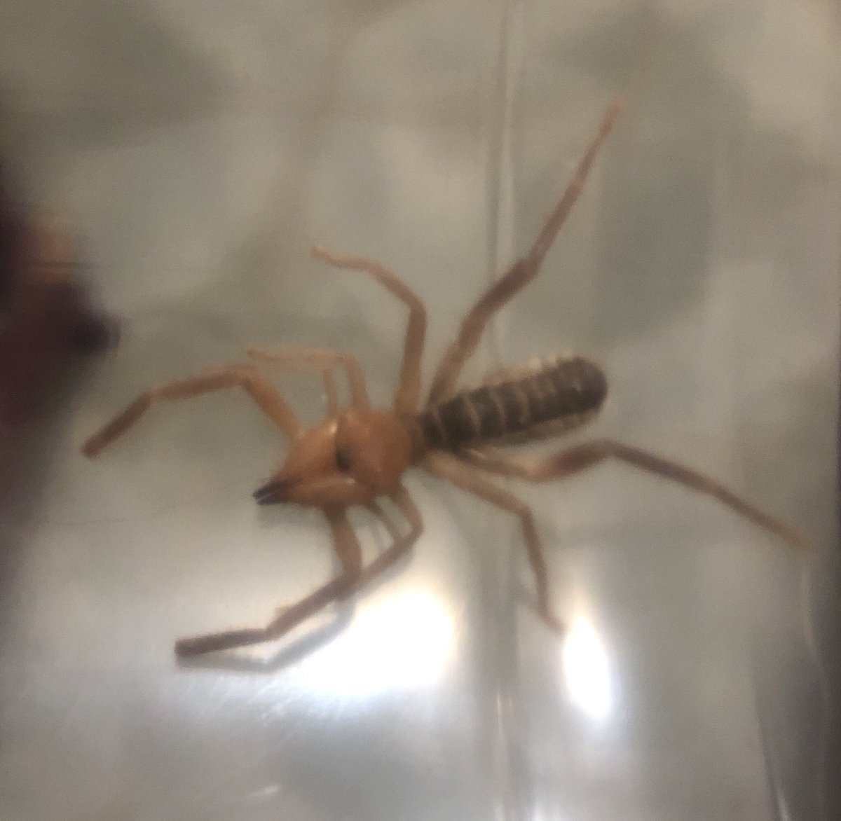 Daniel Primo tweet media