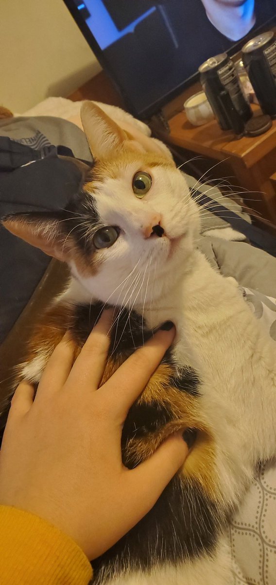 This is my other cat who is not part of this thread because she& #39;s mean to me