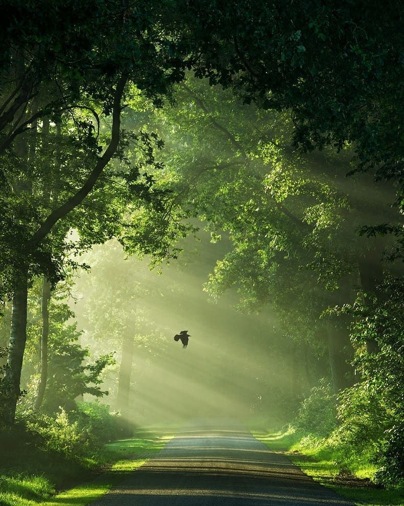 LPMagIn's tweet photo. There is nothing more refreshing for the mind than a walk through the forest. Sometimes it’s the smell of pine trees, other times it’s the sight of young green leaves dancing in the wind. 
📸 : @martinpodt
#LPMIArmchairTravel #LPMITravelToInspire #Netherlands #Explore https://t.co/t3Nz2ccfWn