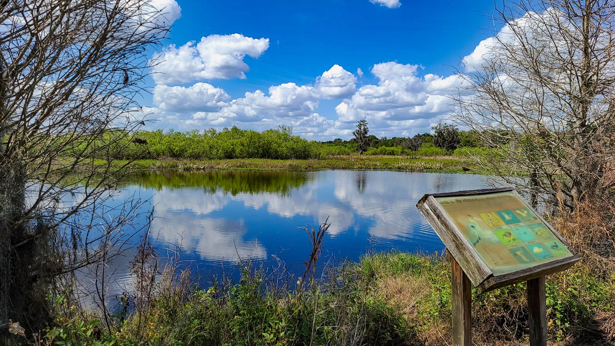 MaelstromMom's tweet photo. Pure #NaturePhotography - the calm before the #pandemic storm. #circlebreserve in Lakeland, FL. #peace #wildlife #beauty #awayfromhome by Jennifer K. Mellen #jenniferkmellen on IG as @ lightninghunter #photographyislife #photography #simplycandidphotography https://t.co/l7KFWZ1lJV