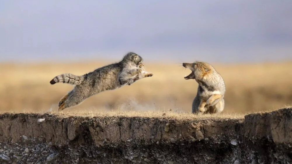ぶちゃお On Twitter 昨年チベスナとマーモットの写真で世界野生動物写真コンテスト2019の最優秀賞を受賞した鲍永清さんにweiboでフォローされてチベスナとマヌルネコパロの写真rtされた Https T Co Q7a1rehkqd Twitter