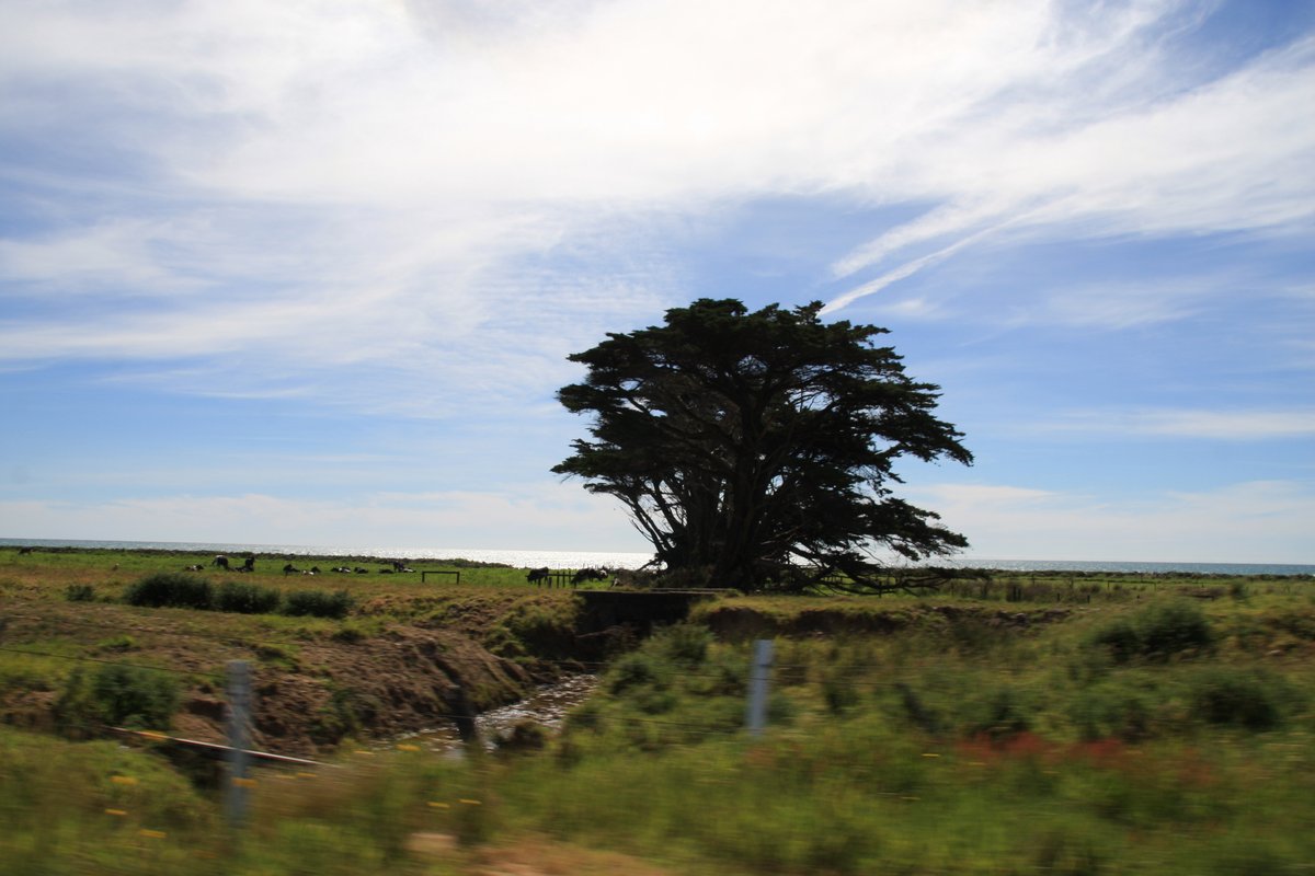 The railway used to run north of Ngākawau to Seddonville. You can still see traces of the old line between state highway 67 and the ocean. I didn't actually get out to take photos so you'll have to settle for blurry images of the old formation and culverts taken from the car.