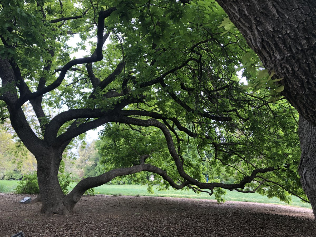The oak grove area is one of our favourite places in the  @UCD_Arboretum, and reasonably quiet first thing in the mornings (especially on weekdays).