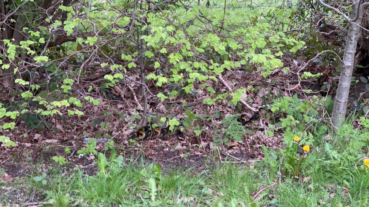 Okay, so on Easter Sunday, whilst my two elder daughters were cycling ahead, my youngest & I came across a worried mother duck  & 10 ducklings  On closer inspection, I realised something was wrong & she was agitated. One poor duckling had fallen down a roadside drain.(Thread)