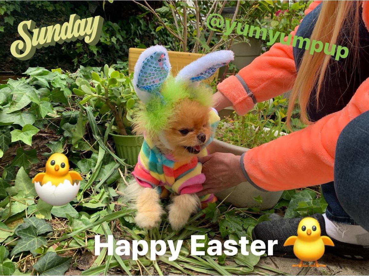 RealShannaOlson's tweet photo. #HappyEaster #EasterBunny #PetMoms #DogsofTwittter #dogmom https://t.co/9aVLyT2Aad