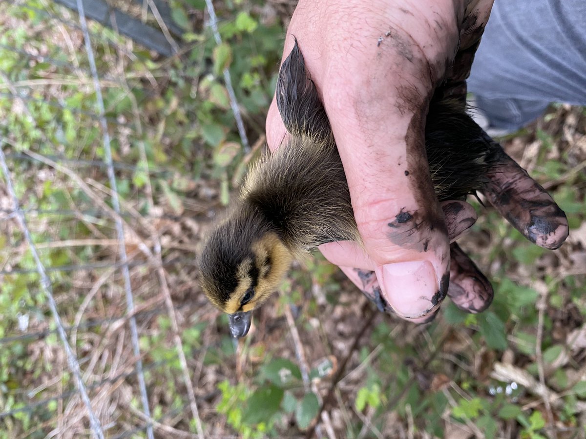Here’s the 12th duckling! We nearly missed him. The mother duck had made off into the field so I asked my youngest (4) to wait on the path by the road and she was fab. I scaled the fence and managed to find them all, just in time. He was muddy but at least he was safe.