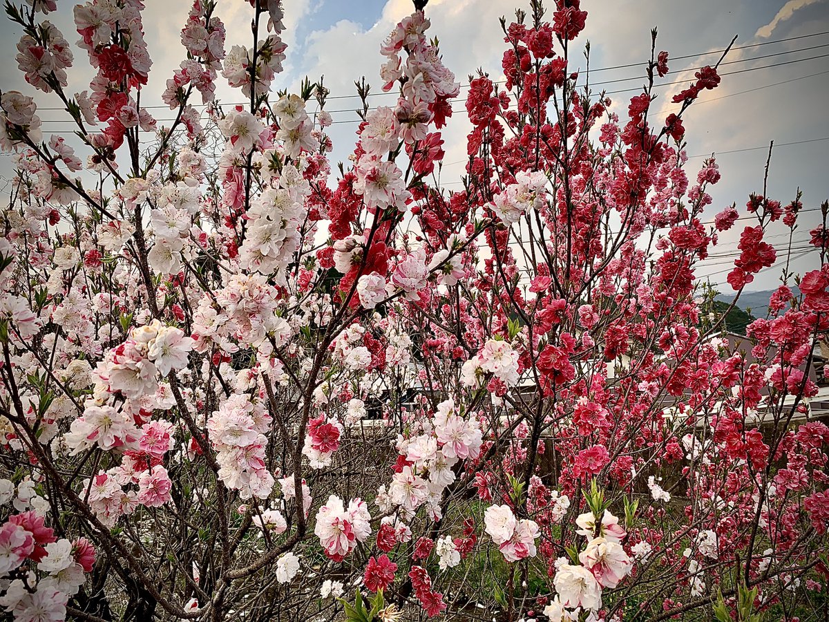 horagueri's tweet photo. 岐阜県関市洞戸の通元寺橋たもとに、小ざっぱりと源平花桃が咲いていました。
根っこがひとつなのに、空に向かって紅と白が、我こそはと扇状に乱れ咲いているところが、何とも空疎な美しさを感じさせます。
源平花桃とはよく名付けたものです。
#岐阜県 #関市 #洞戸 #通元寺橋 #源平花桃 #gifuphoto https://t.co/6fXPpqphk7