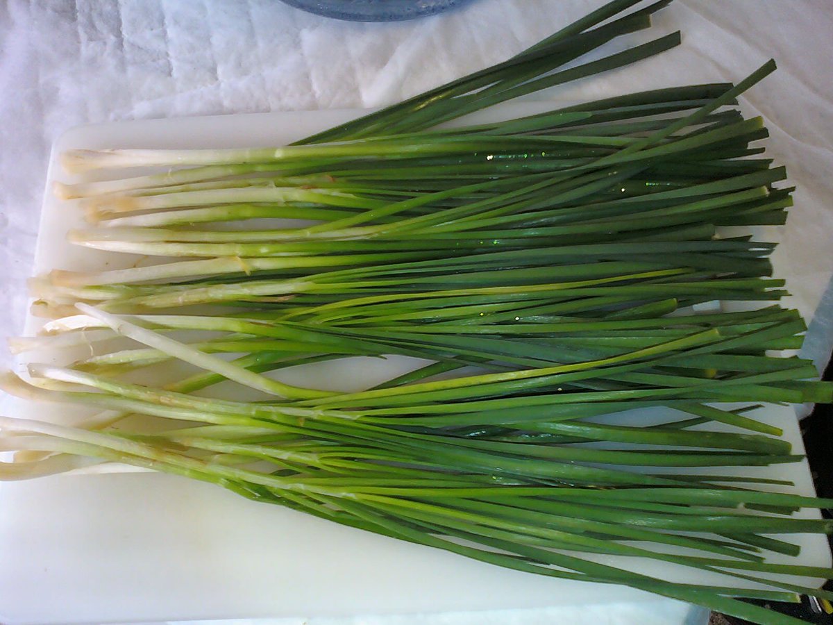 35) This is the  #Aerogarden Chive pod that I pulled out. Damn. Didn't expect all that. They're milder than onion, but good.Hopefully my Farm tomatoes will be more fruitful now, tho I'm not really complaining.1st harvest: Red (2,Farm) 14.5oz; Gold (1,Bounty) 9.5oz. Stay tuned