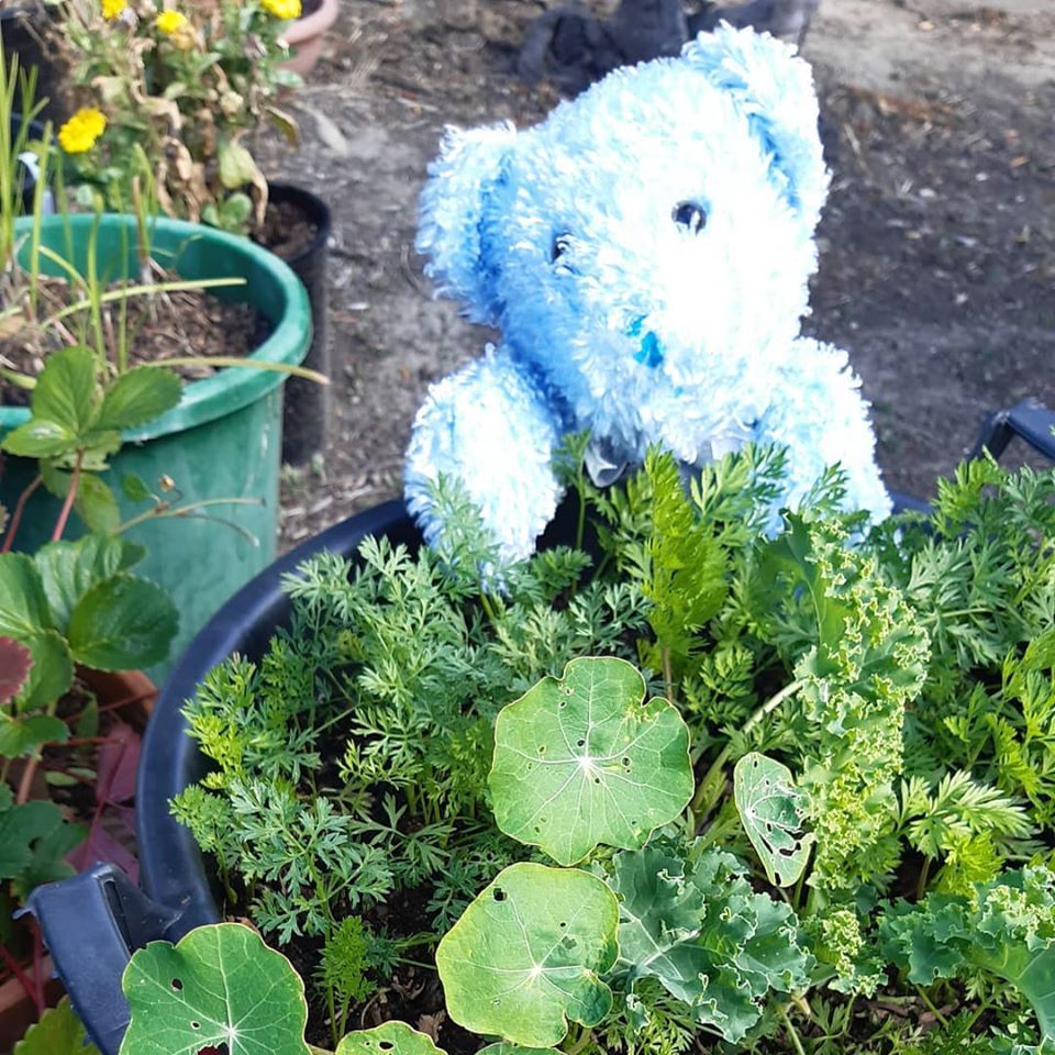 in_wanaka's tweet photo. Briggs decided a spot of gardening was just what was needed today. He enjoyed being out in the fresh air. #BeLikeBriggs #stayinyourbubble #teddybearhunt #Wanaka https://t.co/KP1agYFJ9U