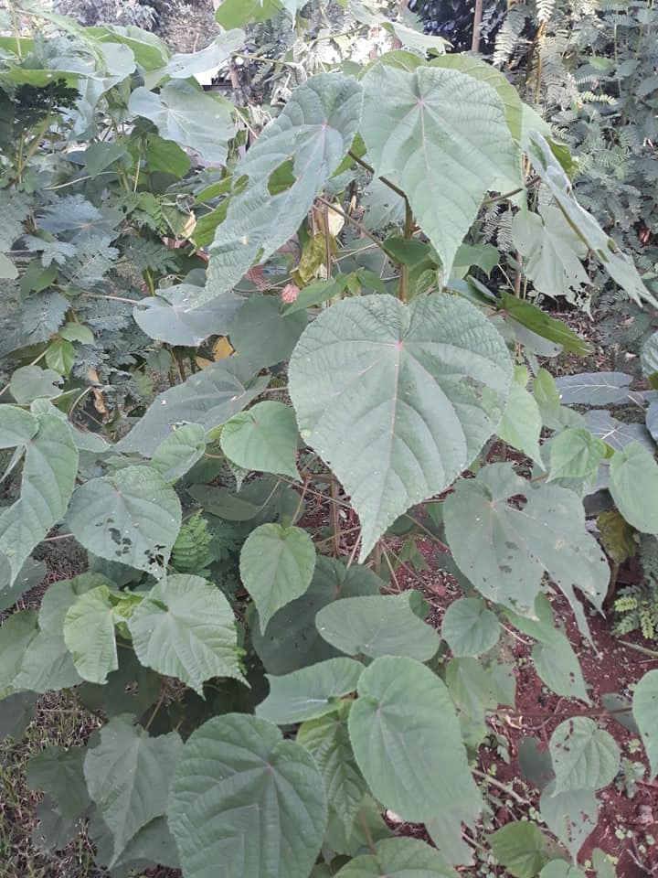 cookswelljikos's tweet photo. #Seedball tree of the week- the beautiful dombeya torridii. This is multi use pioneer tree for high altitude forests in Kenya. It is one of the best highland #beeforage trees
500ksh per kg of #seedballs (appx. 450-480 seedballs per kilo) >https://t.co/EAD6LI0iUX
#forests #trees https://t.co/AKLjW5HYlz