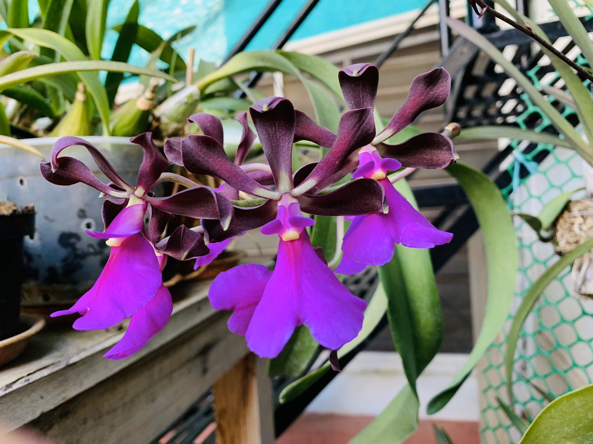 As #India celebrates the #SolarNewYear, a glimpse of #spring from my terrace garden. Encyclia cordigera sp #orchids #Baisakhi #HarvestFestival