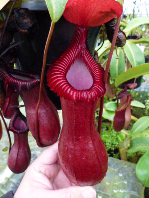 山田食虫植物農園(Y's Exotics)@愛犬ラッキーと代表の日常 on X 山田食虫植物農園(Y's Exotics)@愛犬ラッキーと代表の日常 on X