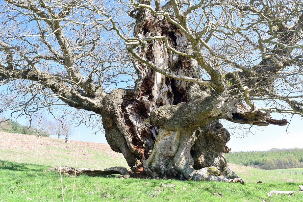 Richard Geraint Evans tweet media