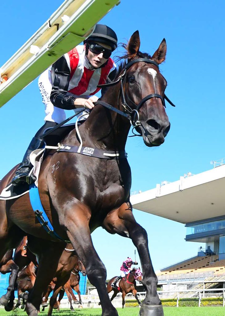 🔴⚪️⚫️ STAMPE with his ears pricked ✌️ for the camera 📸 across the line <a href="/BrisRacingClub/">Brisbane Racing Club</a> on Saturday.

Next stop is a 1600m 3YO race in 2 weeks before a well deserved freshen ahead of a tilt at 1 or 2 races during the revised <a href="/RaceQLD/">RaceQ</a> Winter Carnival. 

<a href="/stevejoseph69/">STEVE HEWLETT 🏇🎣 🛥👩‍🦳📻🏃‍♂️</a> <a href="/justinh_23/">Justin Huxtable</a>