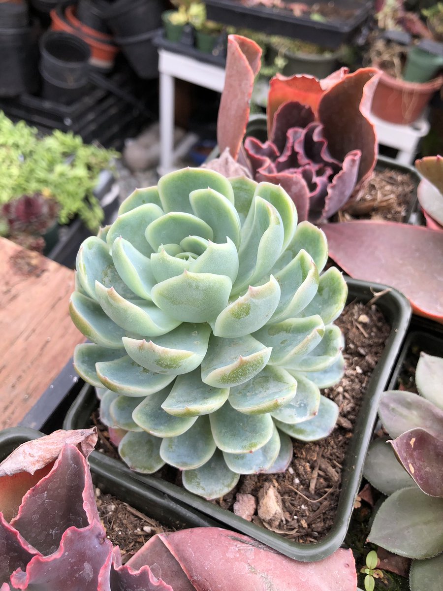 #succulentsoftwitter #succulents