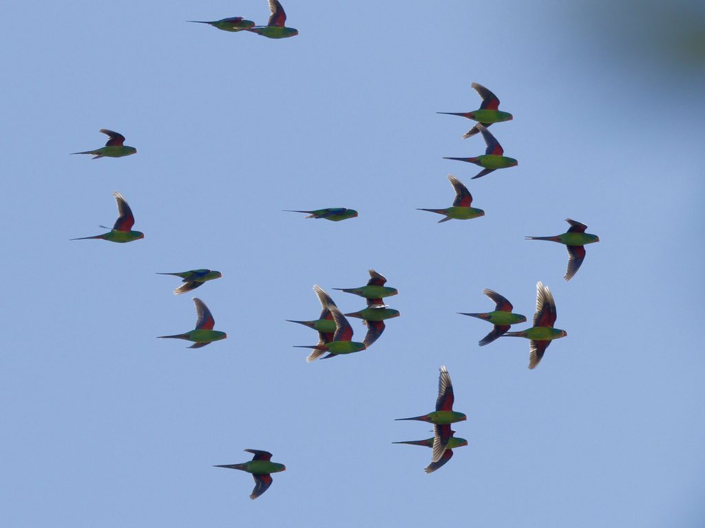 26 Swift parrots over the garden here in central #Gippsland! This is definitely the 1st time a critically endangered species has ever overflown the garden!  Been good vismig of lorikeets over past 10 days here &amp; based on calls heard previously this could be the 3rd flock over.