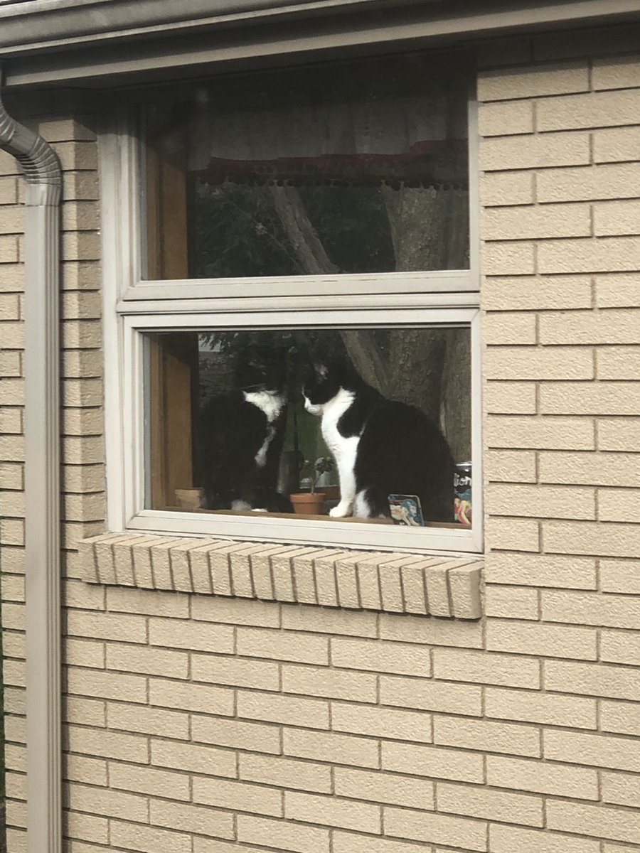 ZeekTheCat's tweet image. 