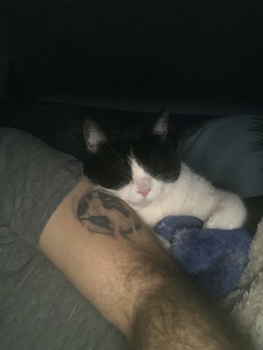 ZeekTheCat's tweet image. 