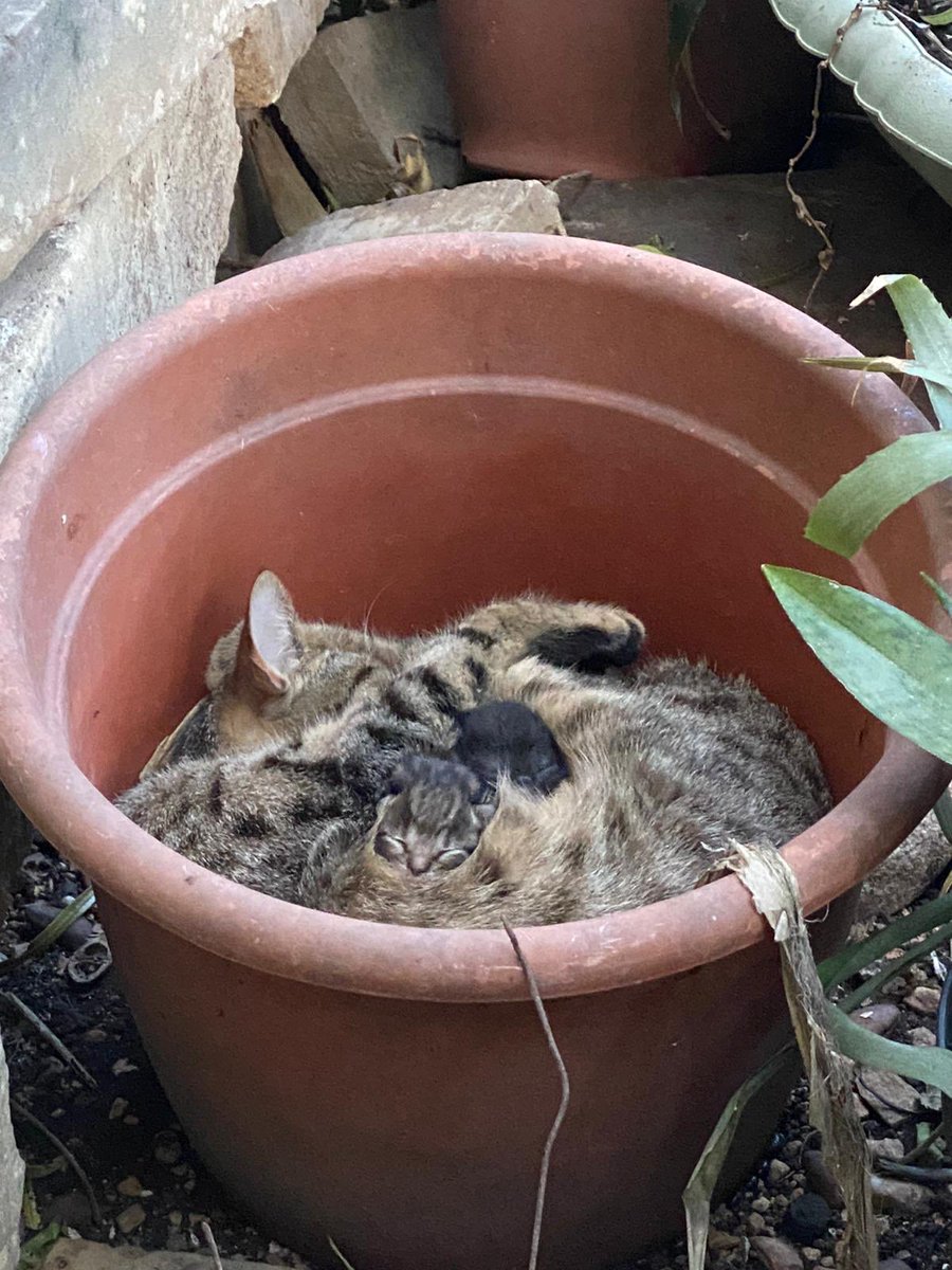 diddlywiddly's tweet photo. My friend has a feral cat that lives in her garden and she feeds it. It won’t go in the house or let anyone touch it. Lived in her garden for yonks. Well it had kittens in a plant pot https://t.co/eqYMAmEnS2