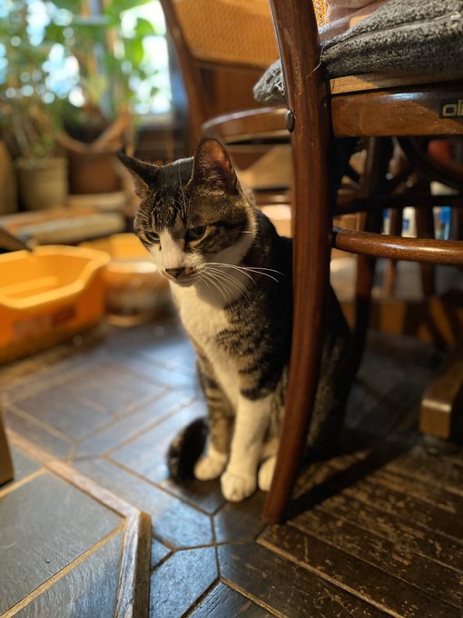 青森県の猫スポット １９選 猫スポットなび