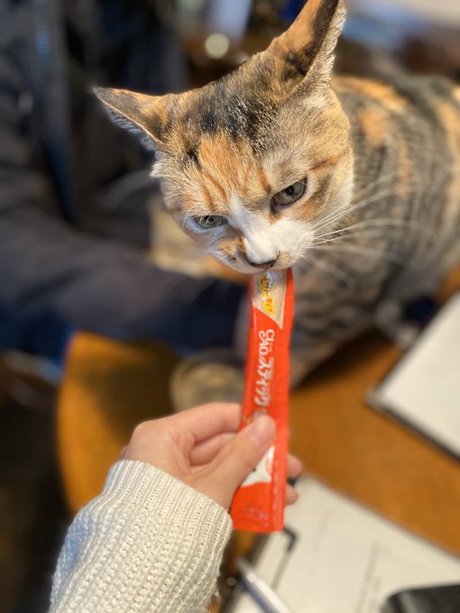 青森県の猫スポット １９選 猫スポットなび