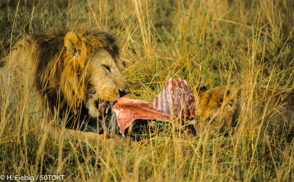 Treasures_Kenya's tweet photo. An incredible throwback moment with one of the royal pride families of the Mara Ecosystem as they all sat down for a well-earned meal of the day 😍👣🐾🦁
#MondayMotivation #ThisIsMyKenya #TreasureKenya #MagicalKenya #WhenThePandemicIsOver #TheMagicAwaits #TembeaKenya https://t.co/gWqNpOhi53