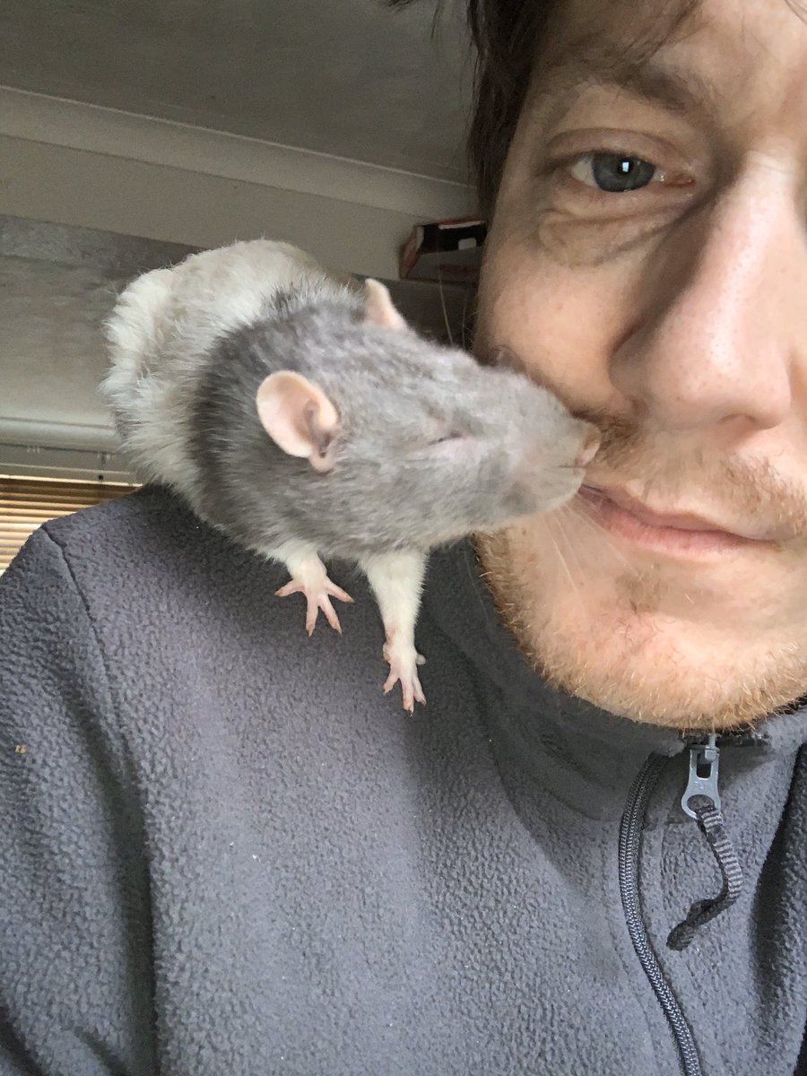 RandTRescue's tweet photo. @ratsmakemehappy How could anyone say they’re gross! Such gentle creatures! https://t.co/AQwv1cCVZt
