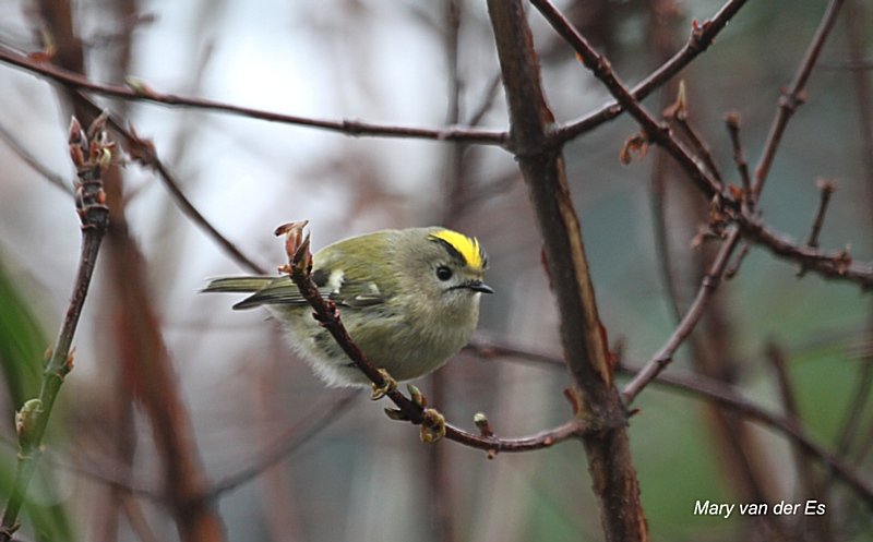 maryvanderes's tweet photo. #Vogelvoorjaar
Dag 13.
#Vuurgoudhaan #Regulus #ignicapilla. lijkt op de #Goudhaan #Regulus_regulus , heeft o.a. nog fellere kleuren & constraterende witte wenkbrauwstreepstreep.
@Sovon @vogelnieuws @volgdenatuur @VroegeVogels
@NatureTodayNL https://t.co/IGA3MINcGZ
