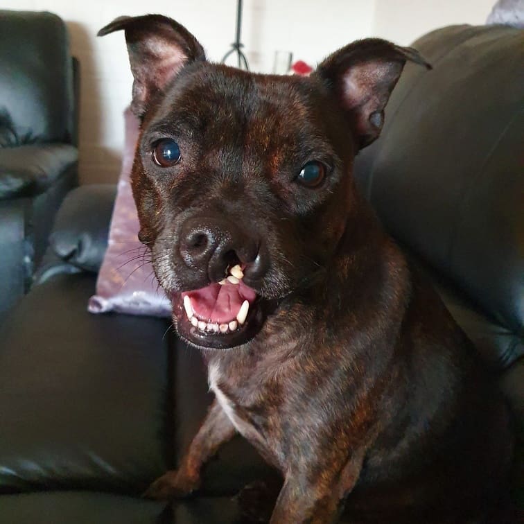 Wahjeebee's tweet photo. @DogsTrust This is Poppy "Hi!" https://t.co/Ry5L0KROb9