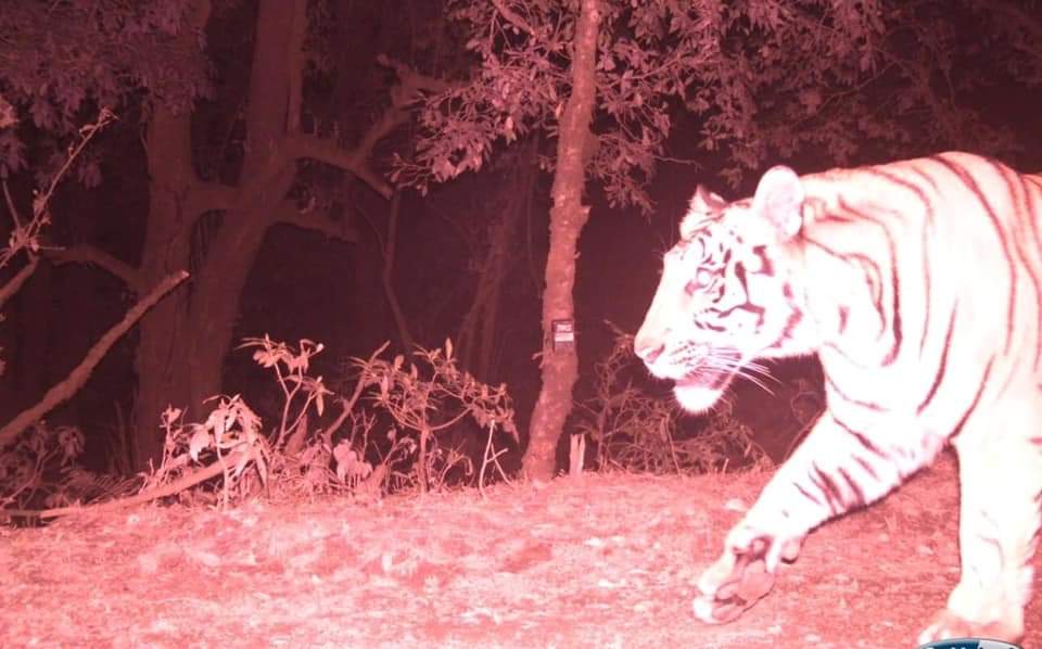 kmrpaudel's tweet photo. Tiger found at record altitude 2500m in Far West Nepal. High time to think about South-North conservation corridors in Nepal. #doubletiger 🐯🇳🇵 https://t.co/hhr2dTr82J