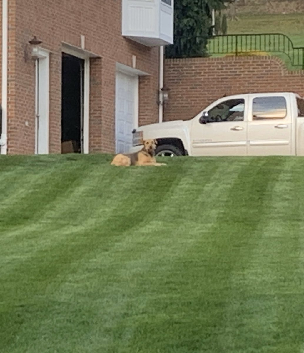 MasonAiredale's tweet photo. During these trying times, I must man my squirrel watching post! 😷 https://t.co/Eqqo1kLFP2