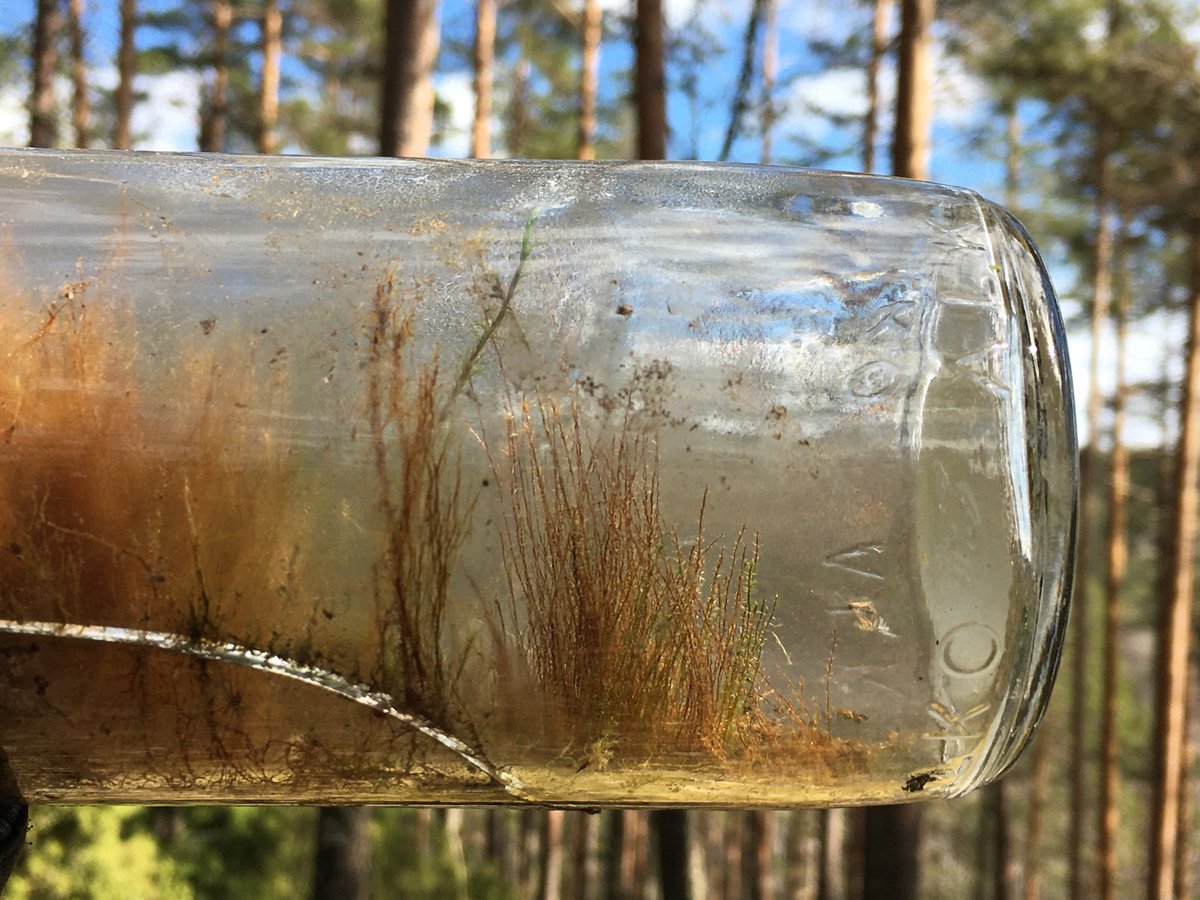 NisulaAm's tweet photo. Metsästä löytyi #yllätys #maisema #landscape in a #bottle #exploration #trailblzers #neverfollow #hiking @unilut https://t.co/b2QOGiTGHn