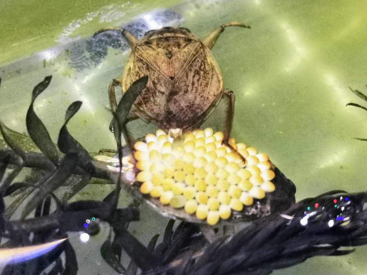 ゲンゴロウ飼育ブログ もう産卵できる場所ありませんが