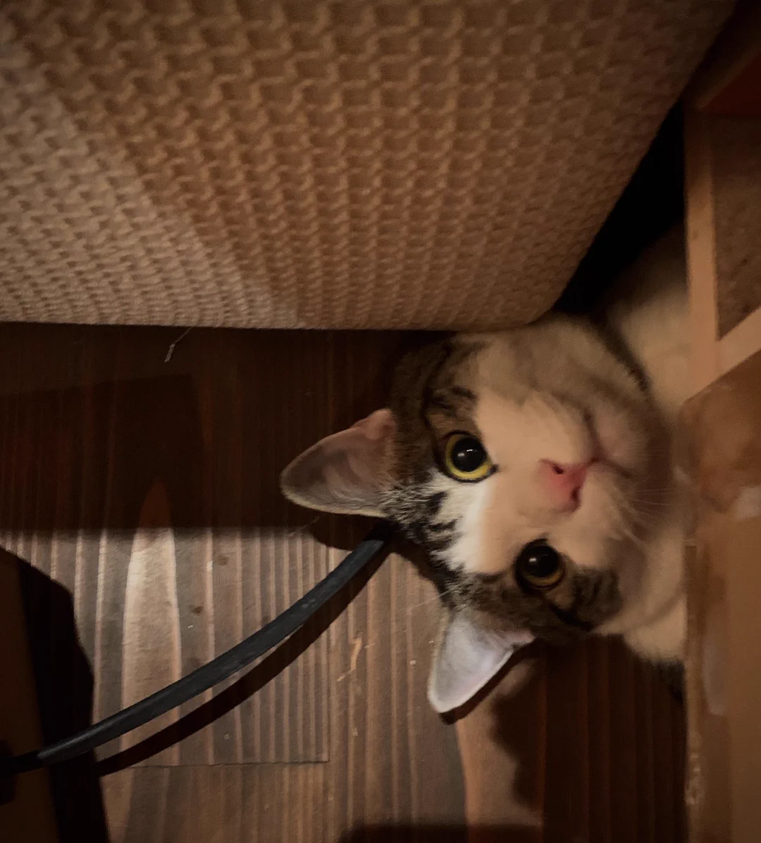 ソファーの下を覗いていたらでてきた猫ｗｗｗかなりびっくりしたｗｗｗ
