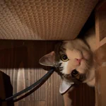 ソファーの下を覗いていたらでてきた猫!かなりびっくりした!