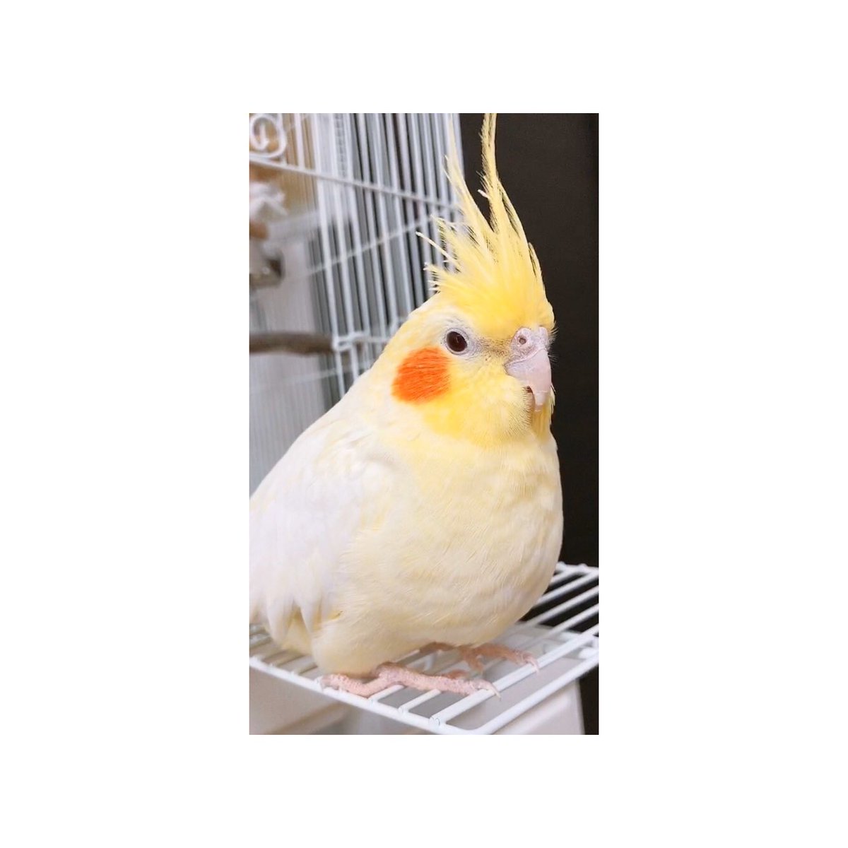 江原朋花 على تويتر オカメインコ かわいい 癒し インコ 小鳥 今日のぽぽちゃん 黄色 動物 Animal Bird 甘えん坊 Cockatiel ルチノー 愛鳥 大福みたい 美味しそう なんちゃつて だってもちもちしてそうだもん でも 本当は もふもふ