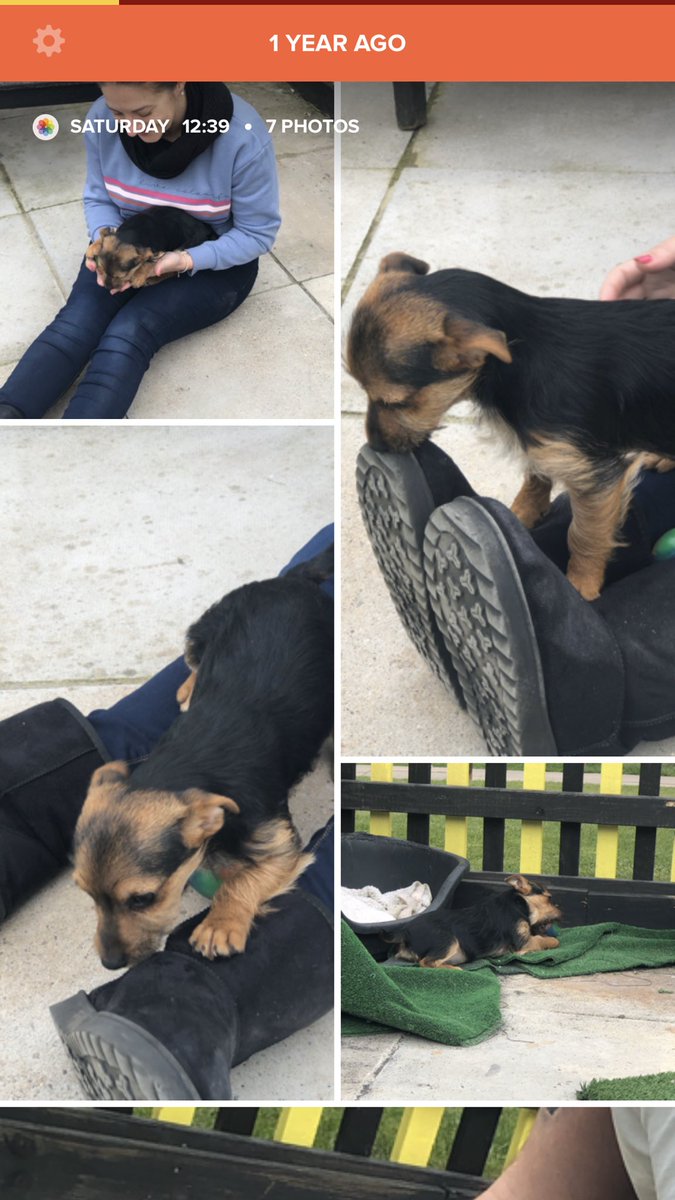 LouHedges's tweet photo. A year ago today I met this little bundle of fun &amp; happiness for the first time at @DT_Kenilworth @DogsTrust #dogstrustkenilworth ... I fell in love with her straight away, and now look at her! 💕😊👍 #foreverhome  #yorkshireterrier #yorkiejackrussell @LittleDotYorkie @RobHiden1 https://t.co/0FCe6XVgZX