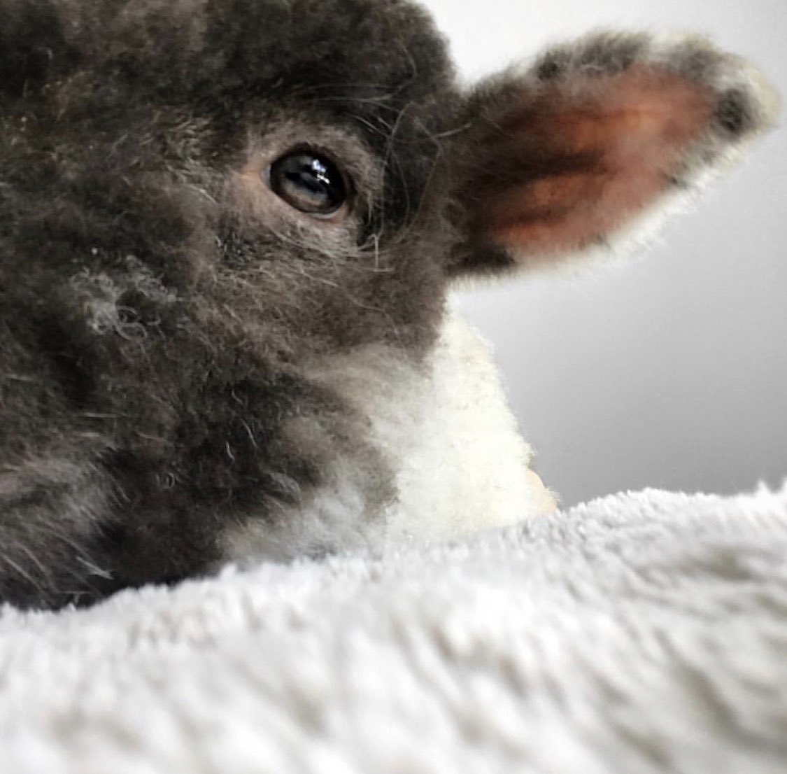 ShopicalPi2Life's tweet image. HAPPY EASTER from The Vegan Filter team! We hope you all had a lovely, #crueltyfree Easter &amp;amp; ate lots of #vegan chocolate eggs 🐣🐰🐑
📷 by @jadegreenvegan