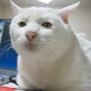 :o