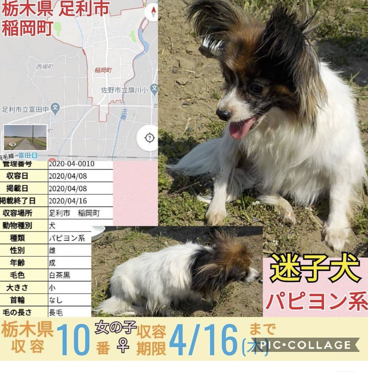 神奈川 犬 里親