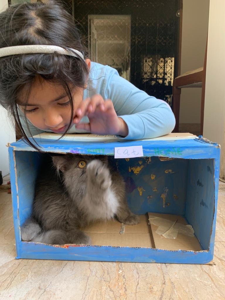 Youmaneh1's tweet photo. Repurposed the rainbow fish diorama from week 1 and made a little home for Louis the kitty ❤️ @DBFFS2Orange https://t.co/eRmcavZbDZ