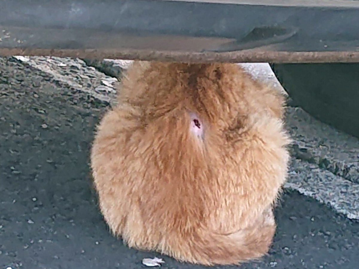 猫捕り.毒餌.里親詐欺 撲滅 情報共有NET tweet media