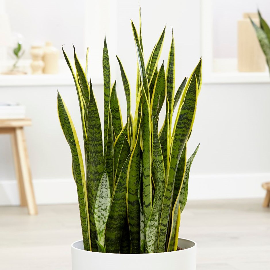 Plant Care Tips: #Sansvieria trifasciata
Mother in law's tongue: a very tough succulent needs only occasional water but new blades can also be lifted &amp; rooted in water; bright or v. low light tolerated; perfect for beginners; bomb proof
#houseplants #plantcare
