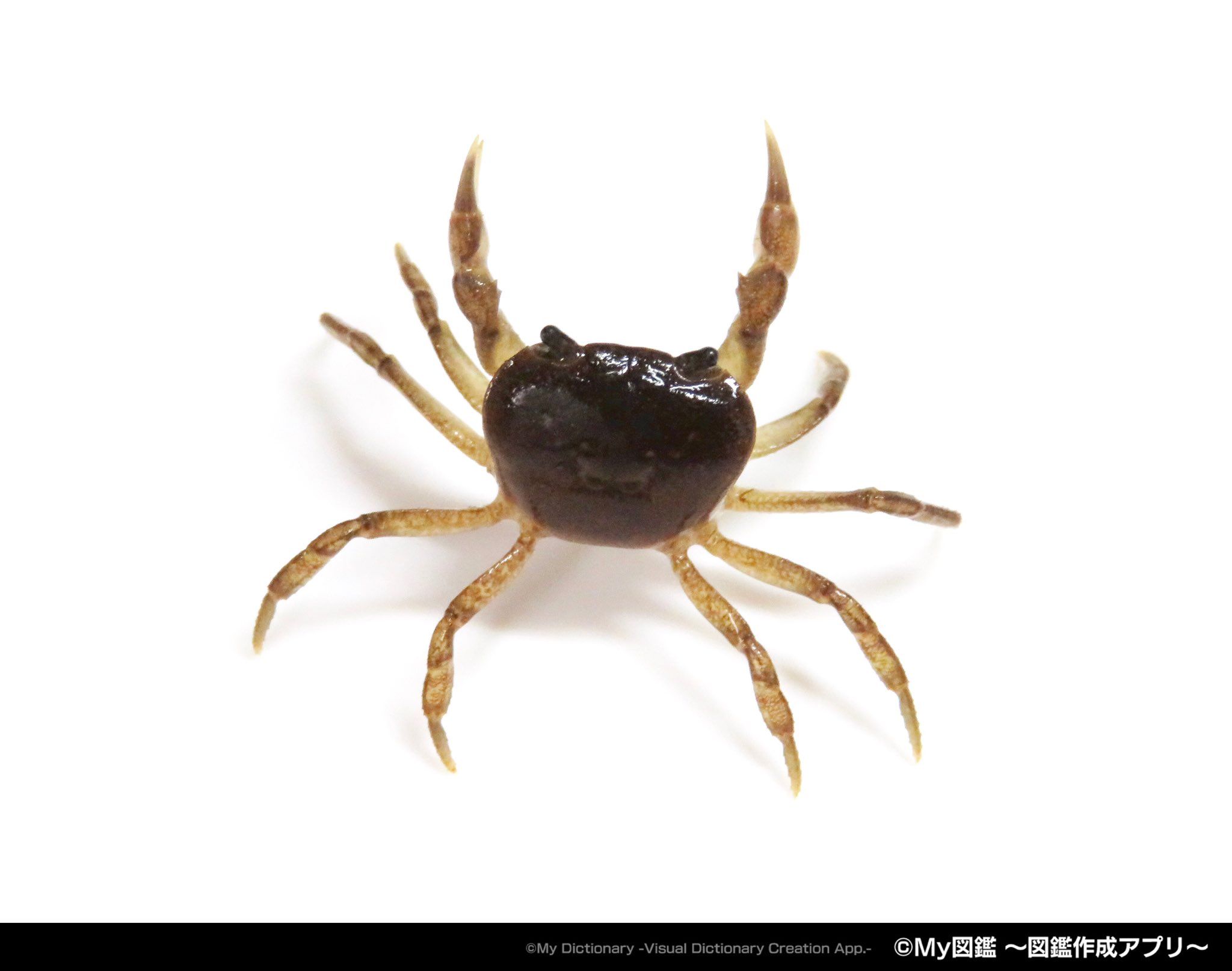 My図鑑 図鑑作成アプリの人 Auf Twitter 川でガサガサをしたときに採れた小さなカニ サワガニの子ども ライトボックスに入れて撮影したので ハサミで威嚇されています My図鑑 魚図鑑 魚 サカナ 魚類 川 釣り 魚釣り フィッシング 川釣り 自由