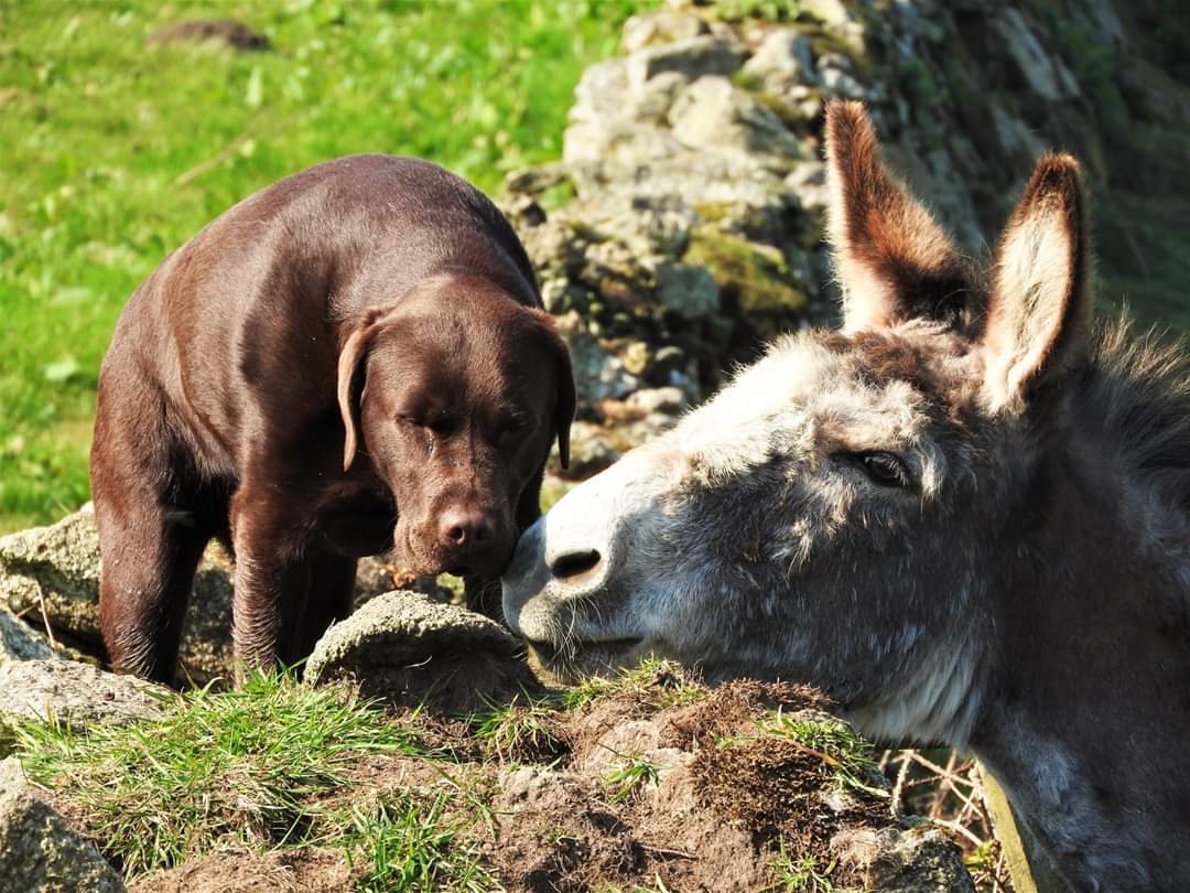 "A day without a friend is like a pot without a single drop of honey left in inside......"   ~ Winnie the Pooh ~

Teddy and Barney, proving friends come in all shapes, sizes and colours 💞❤️💞❤️#donkeys #dogs #friends #rescue #charity