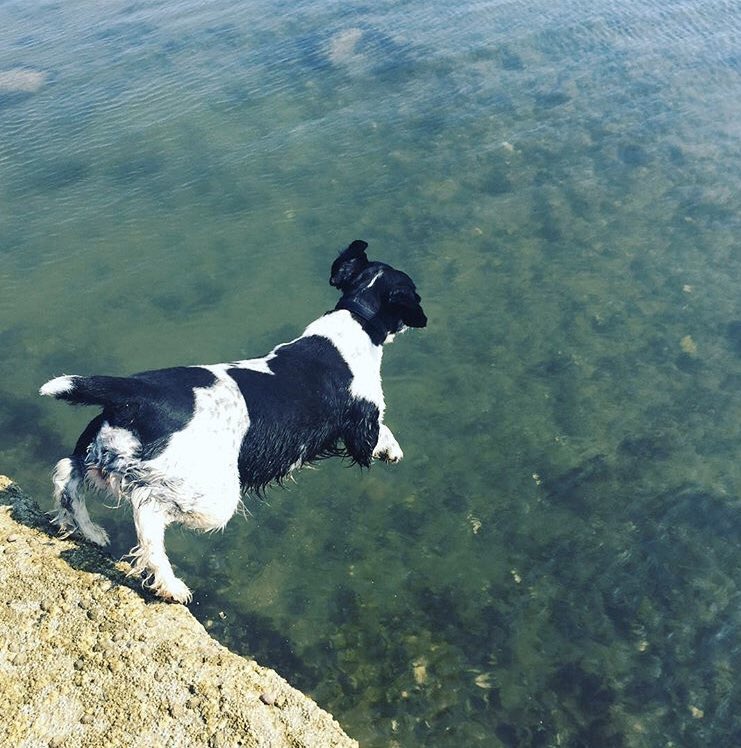 HezTalk's tweet photo. @TheKennelClubUK #BestGunDog #Megley πΆπ Meg. https://t.co/1NFPeTYAoy