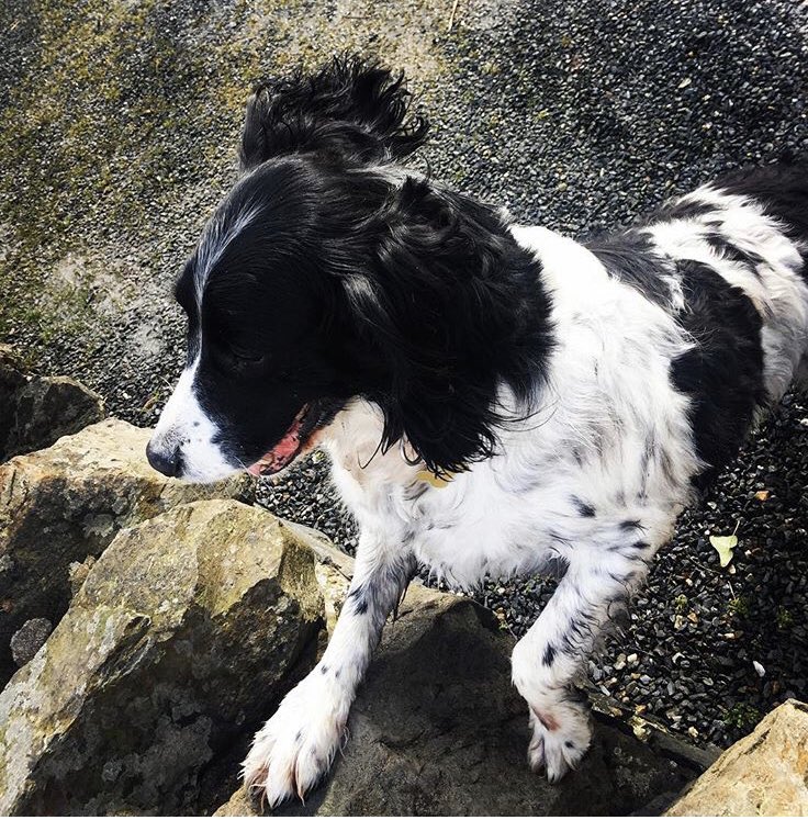 HezTalk's tweet photo. @TheKennelClubUK #BestGunDog #Megley πΆπ Meg. https://t.co/1NFPeTYAoy
